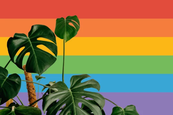 Large Monstera plant against a rainbow background